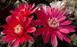 DSC05367Gymnocalycium baldianum JO 295