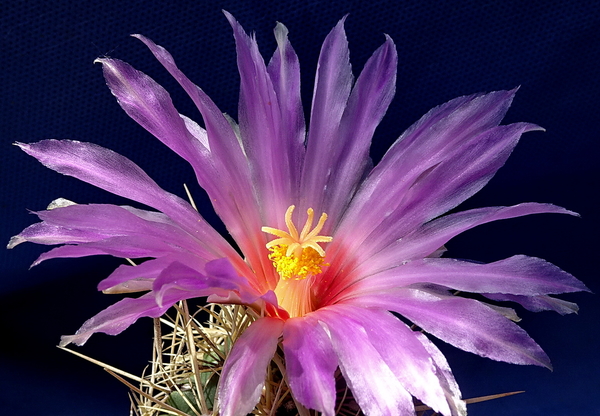 DSC06399Thelocactus bicolor v. bolaensis