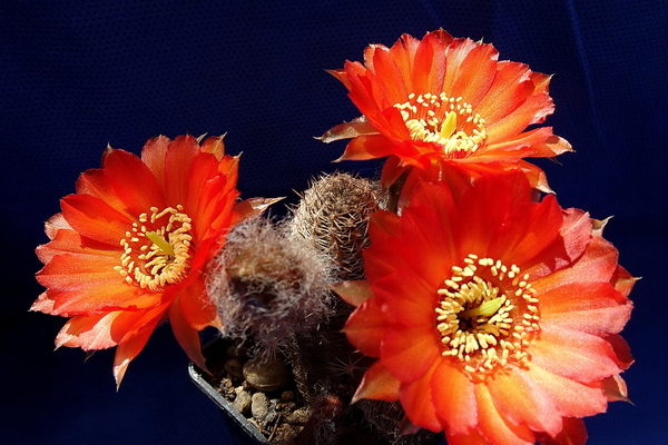 DSC06404Chamaecereus hybr. ‘Otto Zitek’
