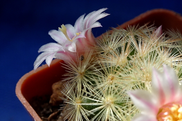 DSC06413Mammillaria schiedeana ssp. giselae