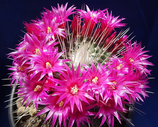 DSC06415Mammillaria spinosissima 'Un pico