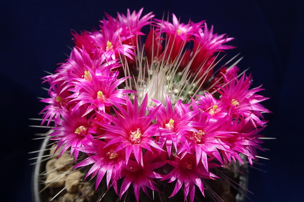 DSC06417Mammillaria spinosissima 'Un pico