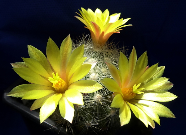 DSC06419Mammillaria baumii