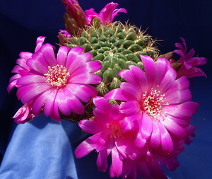 DSC06438Sulcorebutia torotorensis var. pampagrandensis