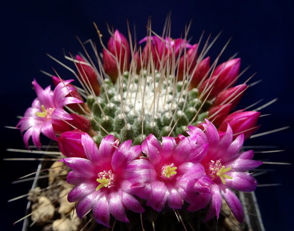 DSC06450Mammillaria spinosissima 'Un pico