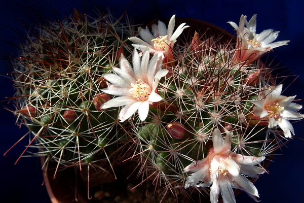 DSC06449Mammillaria fittkaui ssp. mathildae