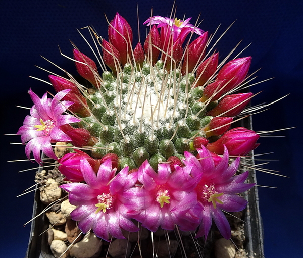 DSC06451Mammillaria spinosissima 'Un pico