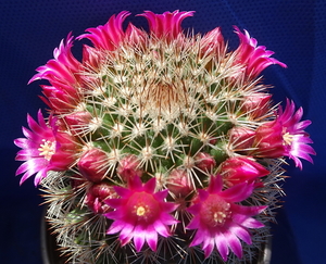 DSC06455Mammillaria ernestii