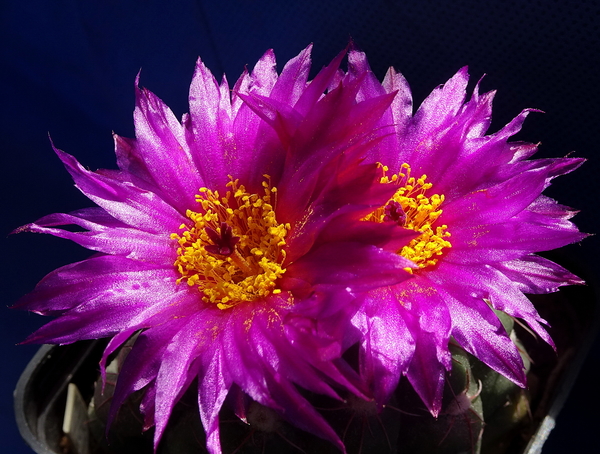 DSC06476Notocactus uebelmannianus