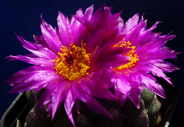 DSC06475Notocactus uebelmannianus