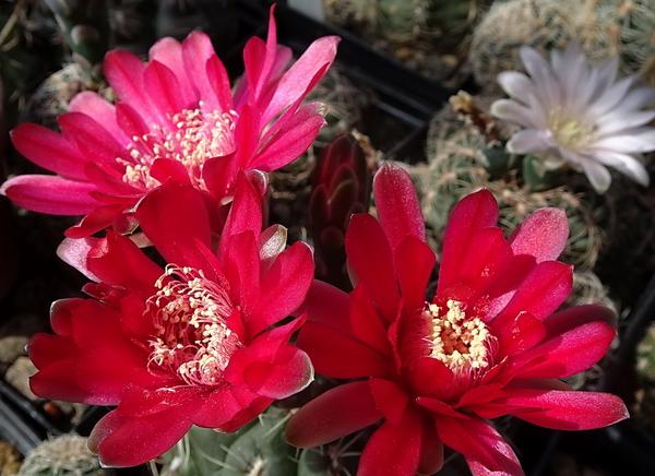 DSC06540Gymnocalycium baldianum JO 295