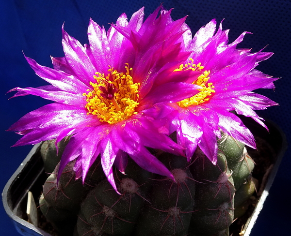 DSC06477Notocactus uebelmannianus