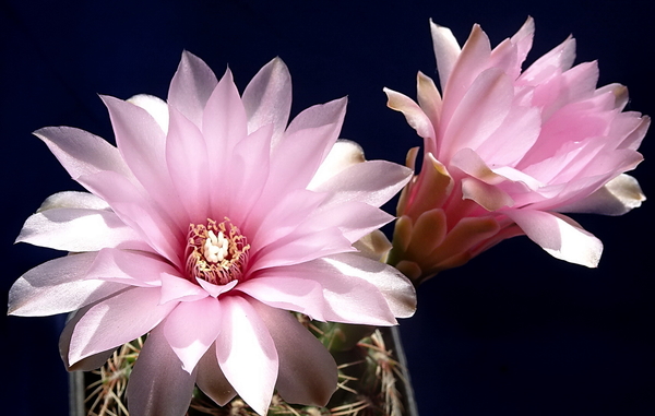 DSC06543Gymnocalycium lepidum