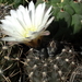 DSC06542Gymnocalycium taningaense P 212