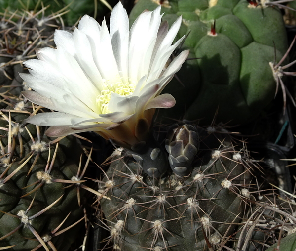 DSC06542Gymnocalycium taningaense P 212