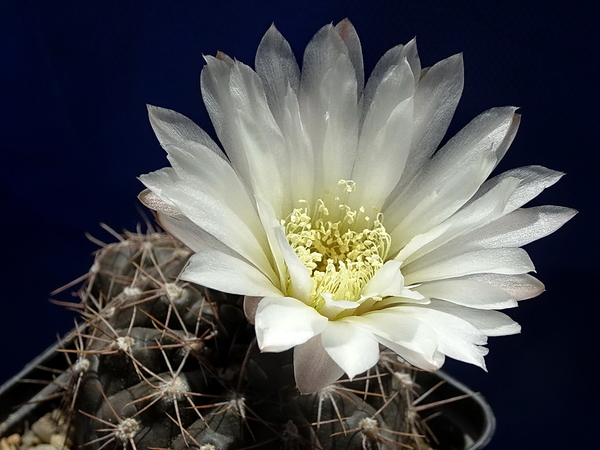 DSC06544Gymnocalycium taningaense P 212