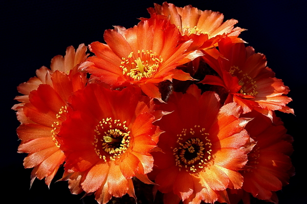 DSC06643Chamaecereus hybr. ‘Lips’