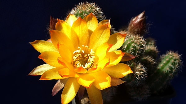 DSC06654Chamaecereus cv. Lincoln Tinker