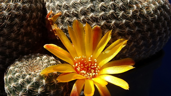 DSC06664Sulcorebutia arenacea HS 30 Santa Rosa