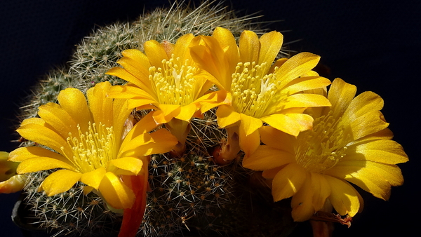 DSC06666Rebutia marsoneri