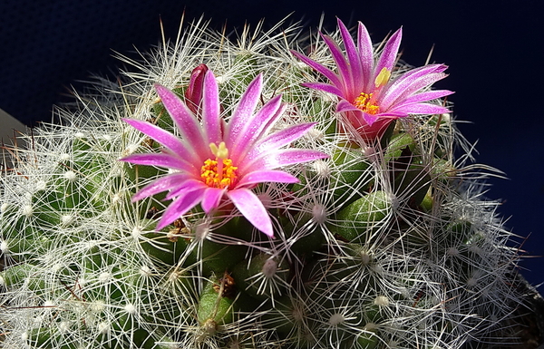 DSC06668Mammillaria kraehenbuehlii