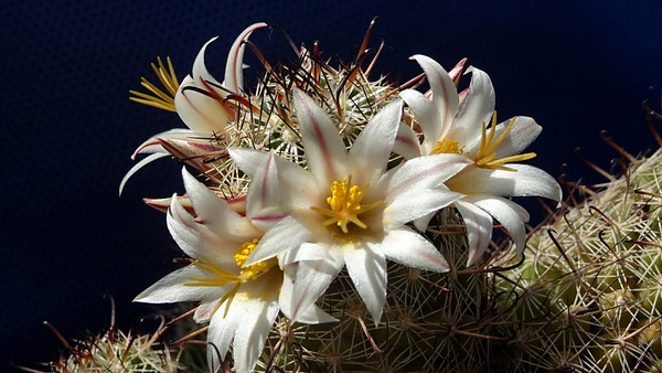 DSC06670Mammillaria hutchisoniana ssp. louisae