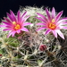 DSC06669Mammillaria kraehenbuehlii