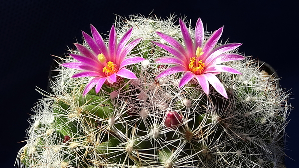 DSC06669Mammillaria kraehenbuehlii