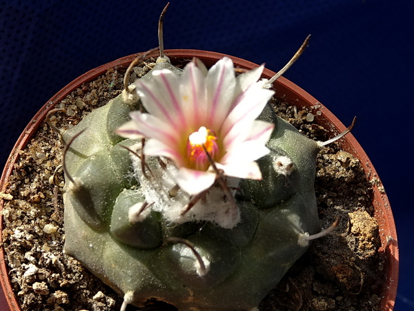 DSC06671Turbinicarpus schmiedickeanus ssp. klinkerianus