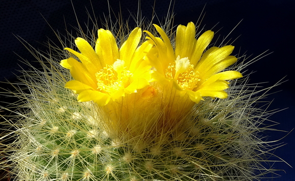 DSC06676Parodia chrysacanthion