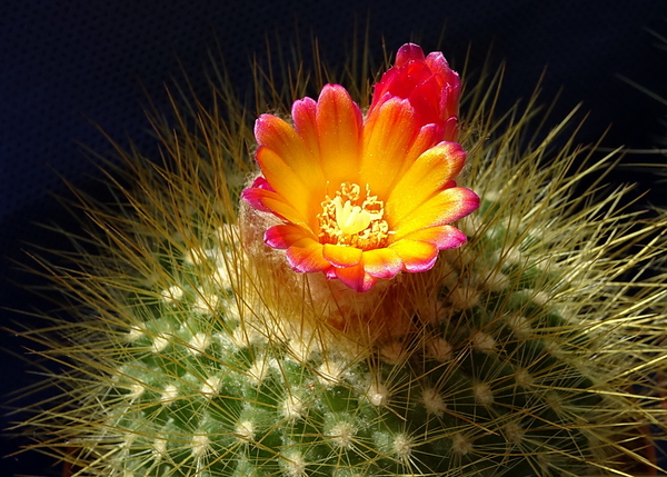 DSC06677Parodia hybryda cv. orange flower