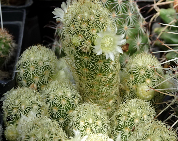 DSC06687Mammillaria elongata