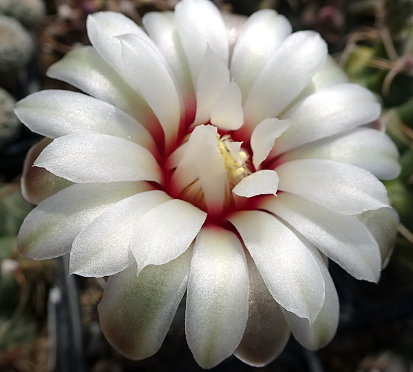 DSC06701Gymnocalycium papschii