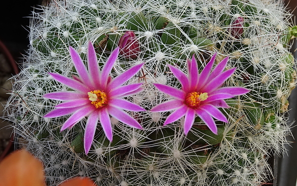 DSC06688Mammillaria kraehenbuehlii