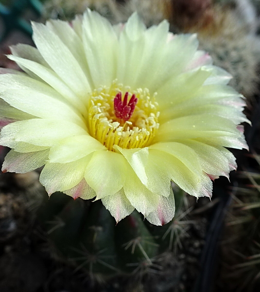 DSC06703Notocactus ottonis aff. HU 35