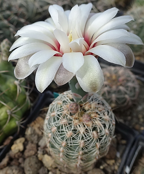 DSC06702Gymnocalycium papschii