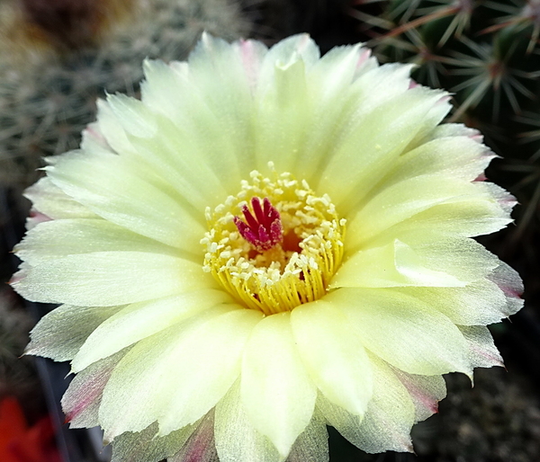 DSC06704Notocactus ottonis aff. HU 35