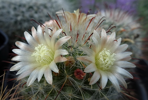 DSC06706Mammillaria bocasana