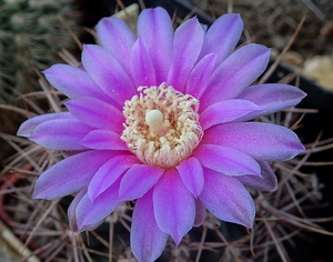 DSC06708Gymnocalycium neuhuberi