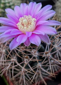 DSC06709Gymnocalycium neuhuberi