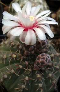 DSC06712Gymnocalycium bodenbenderianum La Rioja