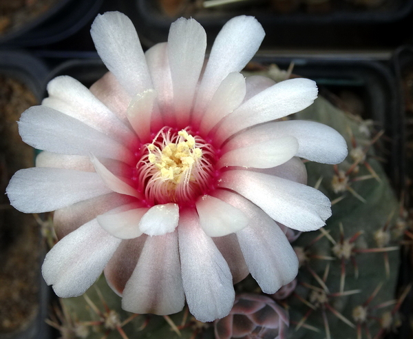 DSC06713Gymnocalycium bodenbenderianum La Rioja