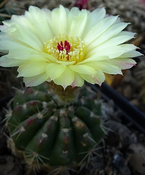 DSC06714Notocactus ottonis aff. HU 35