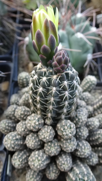 DSC06715Gymnocalycium doppianum