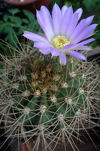 DSC06718Acanthocalycium violaceum