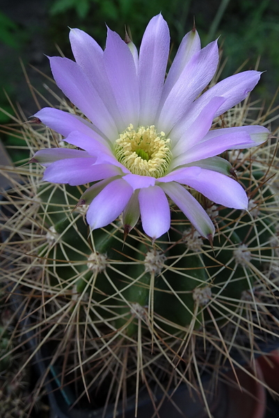 DSC06722Acanthocalycium violaceum