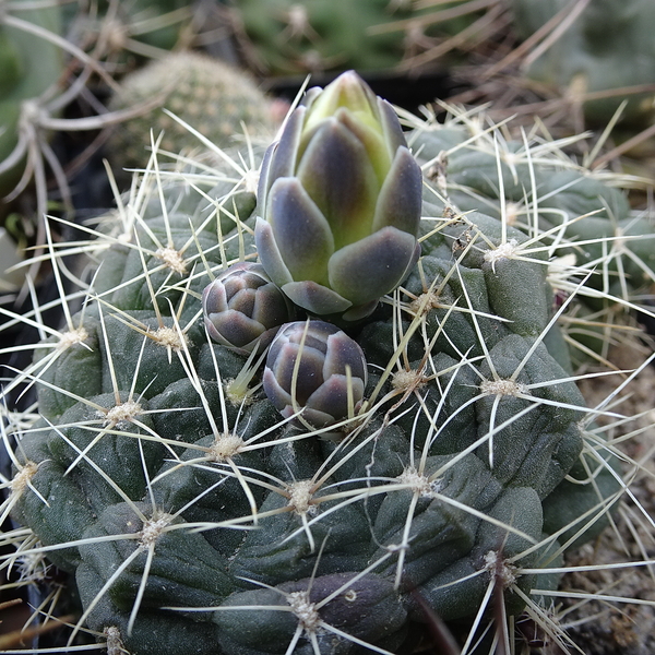 DSC06726Gymnocalycium andreae grandiflorum