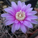 DSC06727Gymnocalycium neuhuberi