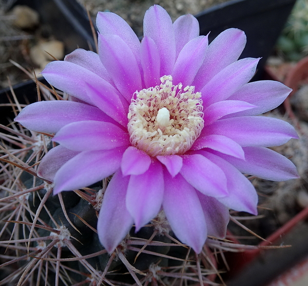 DSC06727Gymnocalycium neuhuberi