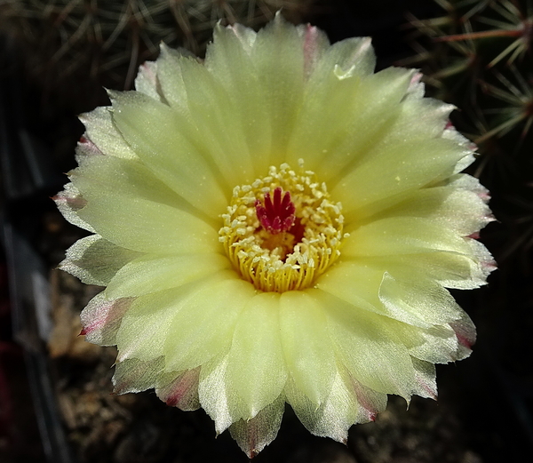 DSC06733Notocactus ottonis aff. HU 35